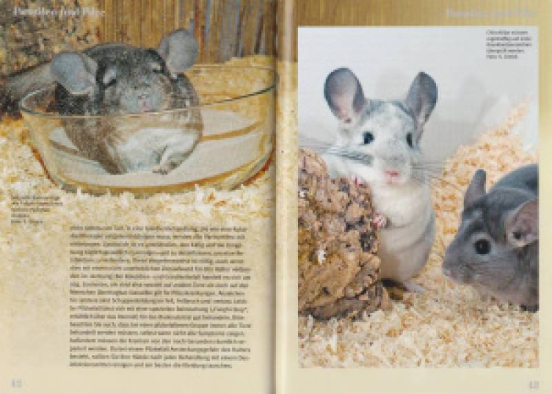 Chinchillas